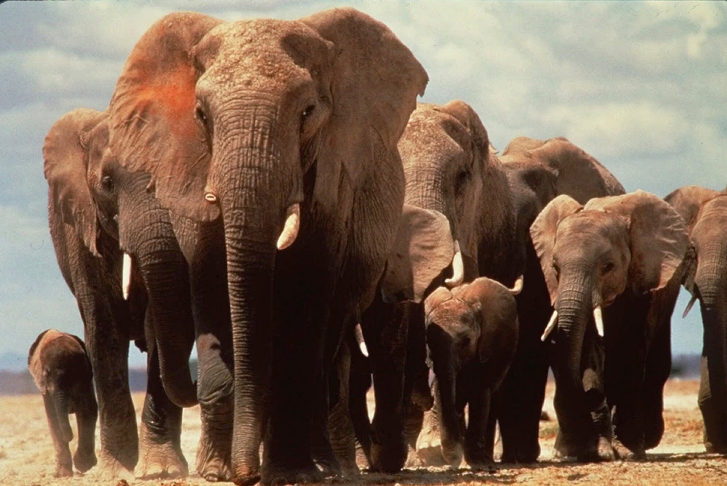 Animal Trivia Where is elephant's ear holes?